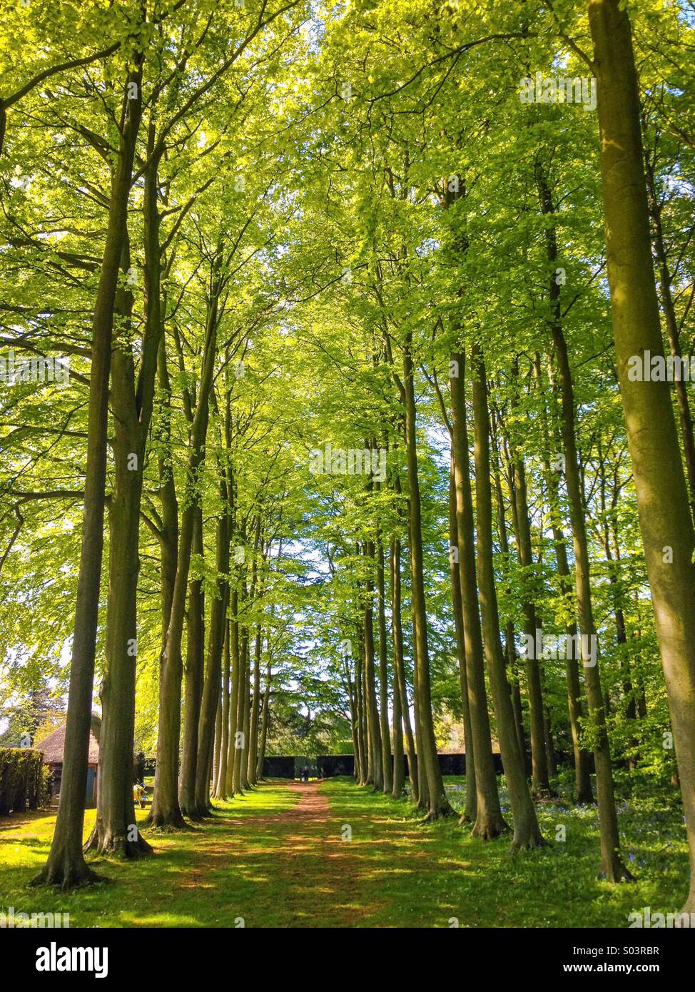 Beech avenue, England, UK - Smartphone Captured Stock Image