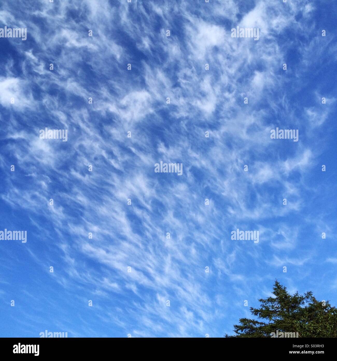 Tree and clouds, Cape Flattery, NW Point of lower 48 States, Olympic Peninsula, Washington - Smartphone Captured Stock Image