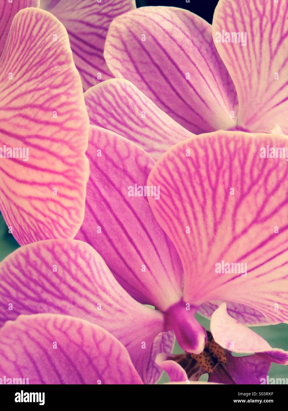 Petals - Smartphone Captured Stock Image