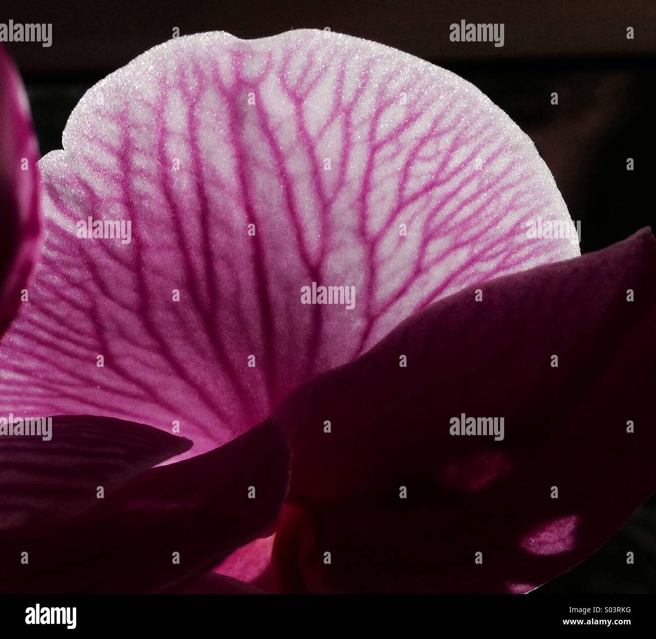 Flower petal veins close up hires stock photography and images Alamy