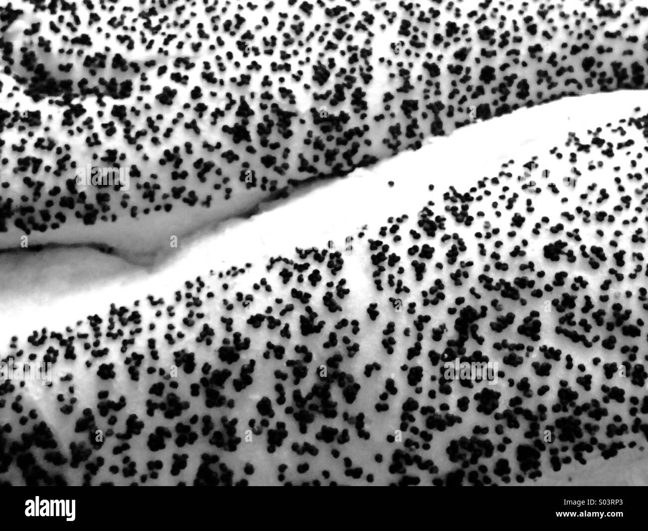 Poppy seeds on loaf of bread - Smartphone Captured Stock Image