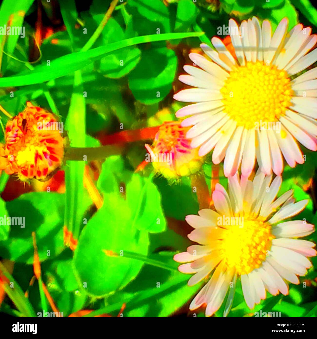 Daisy heads. Two open two closed Stock Photo Alamy