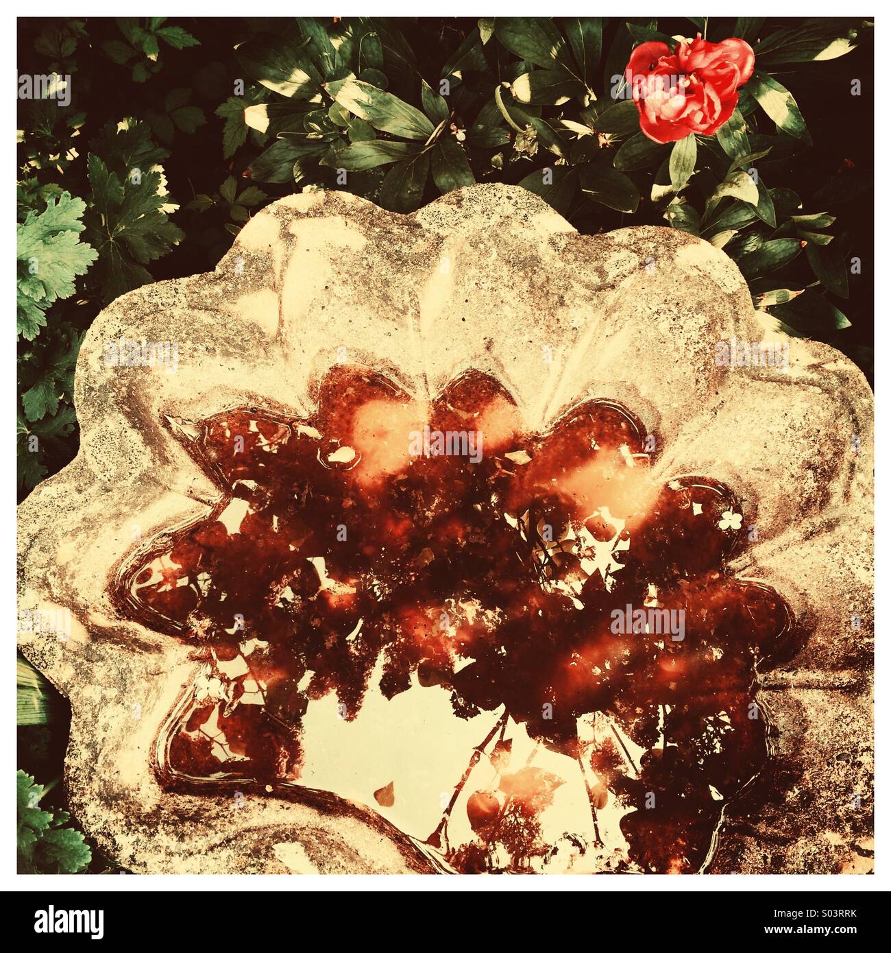 Sunlight and nature reflected in stone bird bath Stock Photo