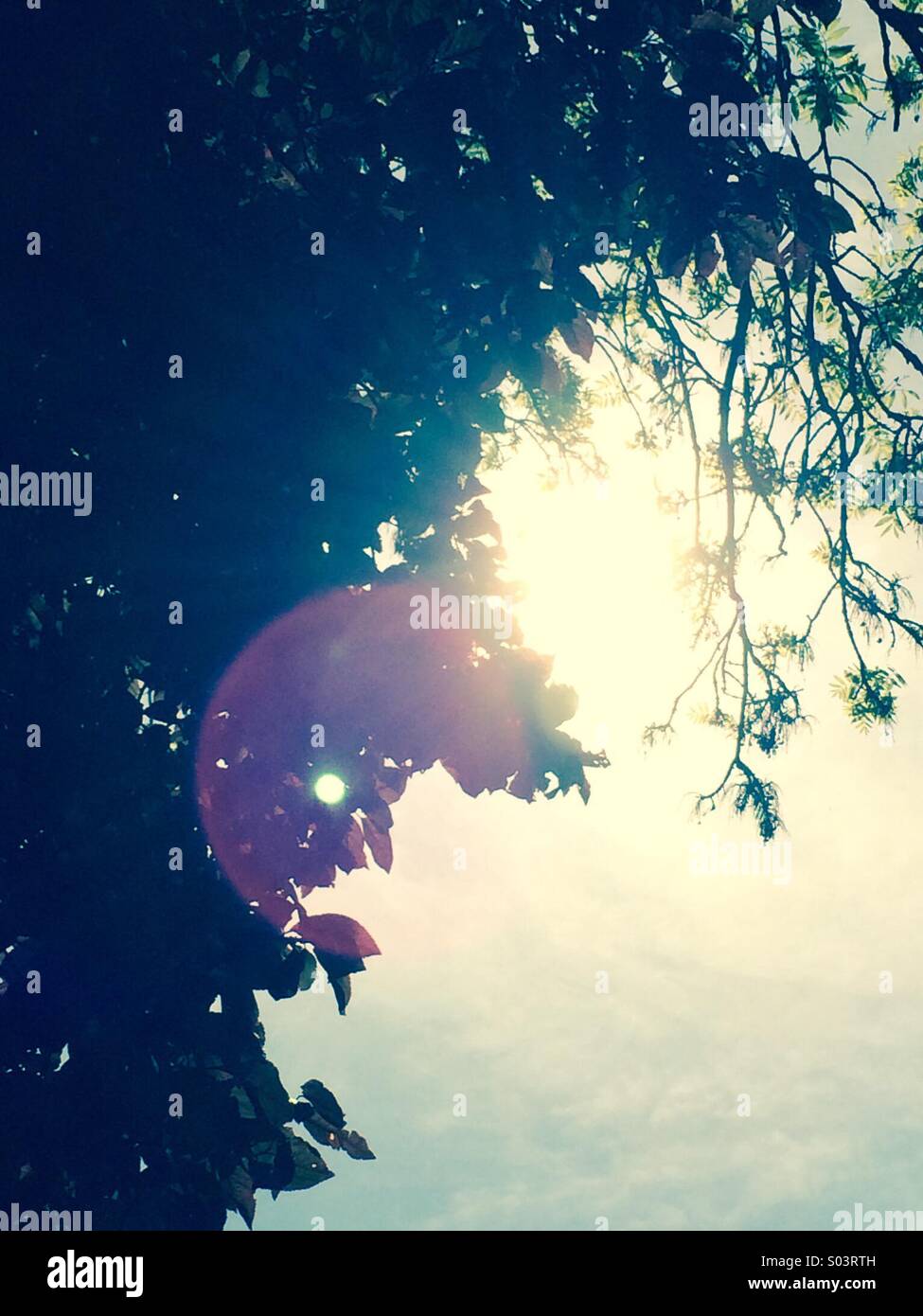 Sunlight through trees - Smartphone Captured Stock Image