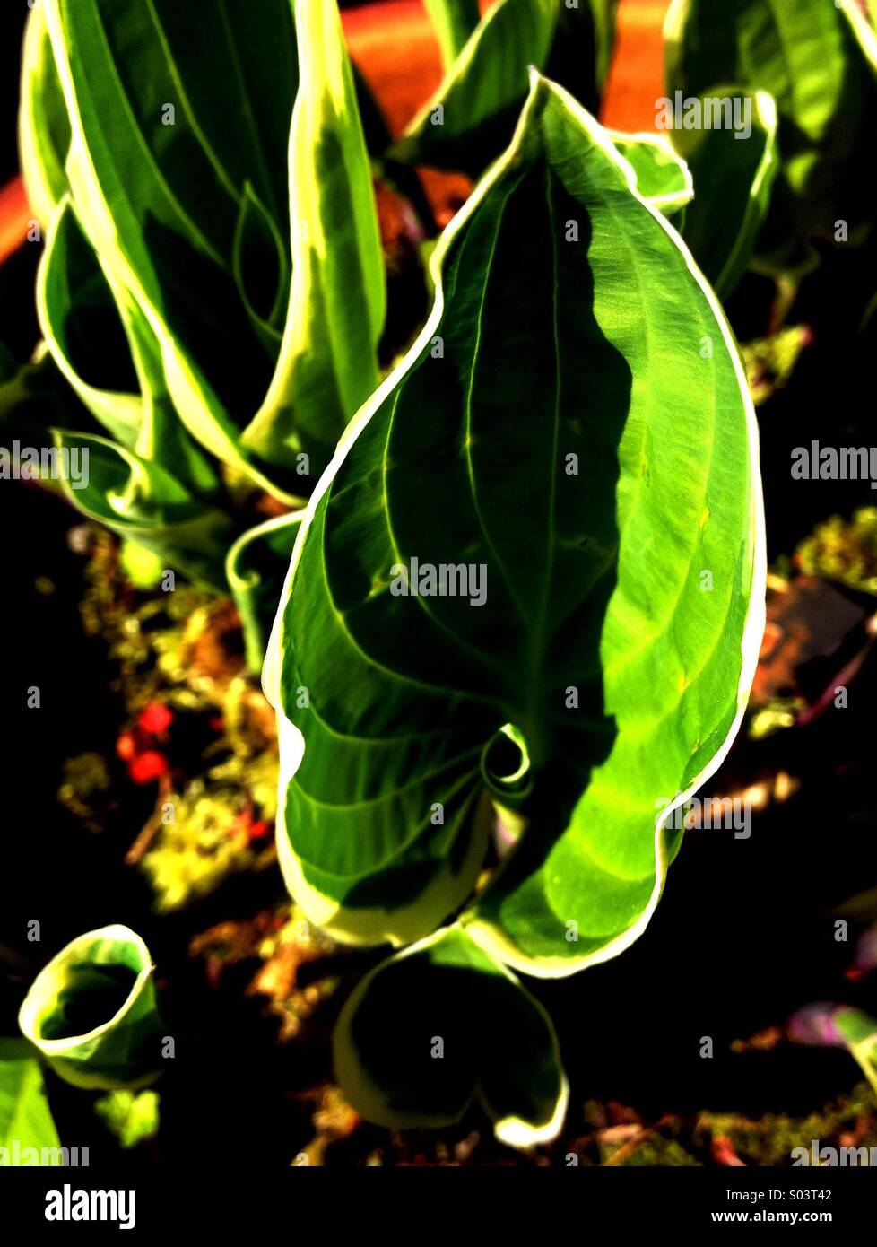 Hosta Leaf - Smartphone Captured Stock Image