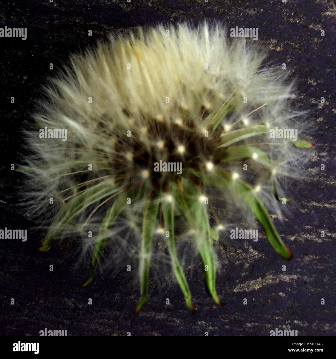 Dandelion Head - Smartphone Captured Stock Image
