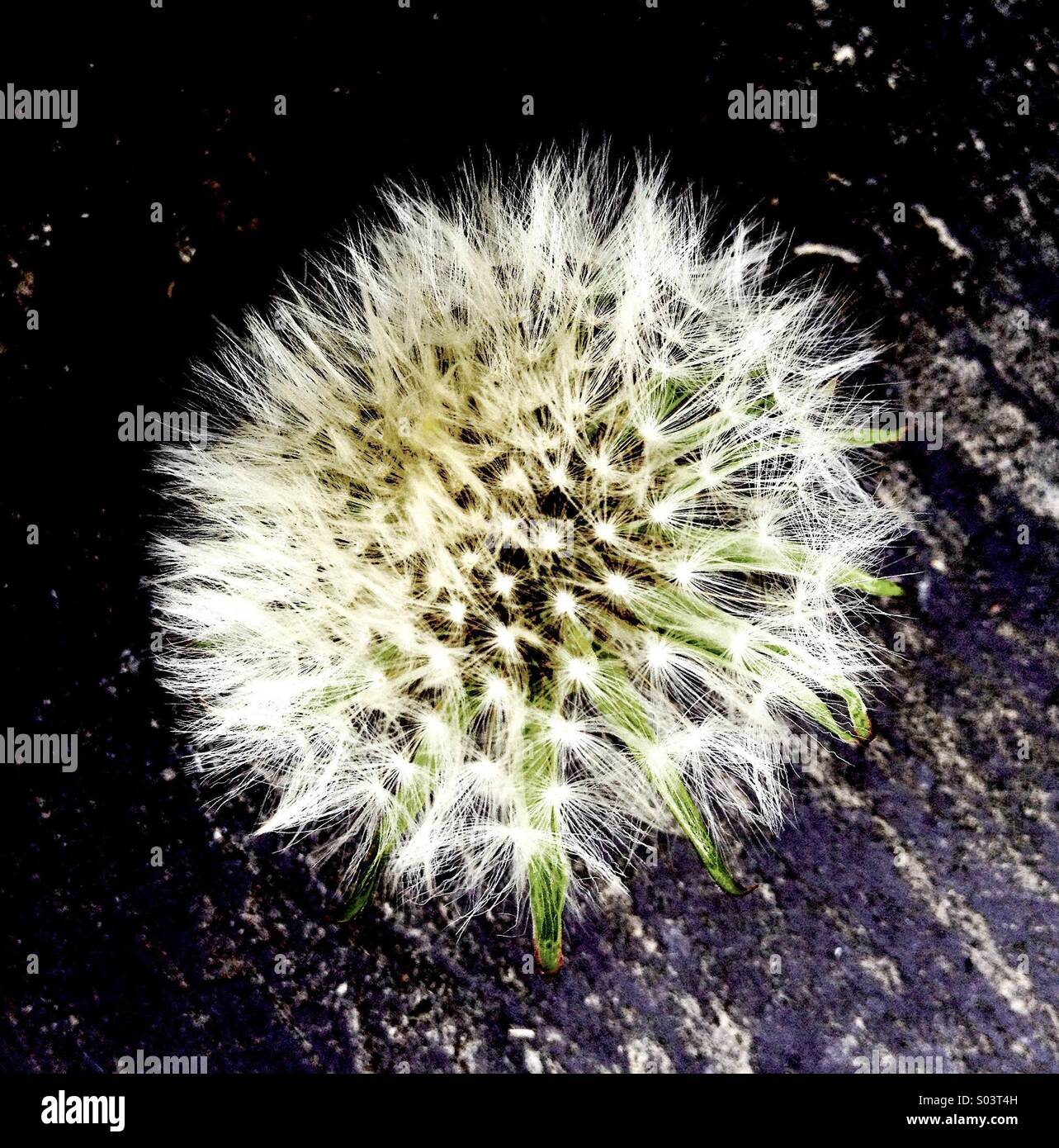 Dandelion fluff stockimo hi-res stock photography and images - Alamy