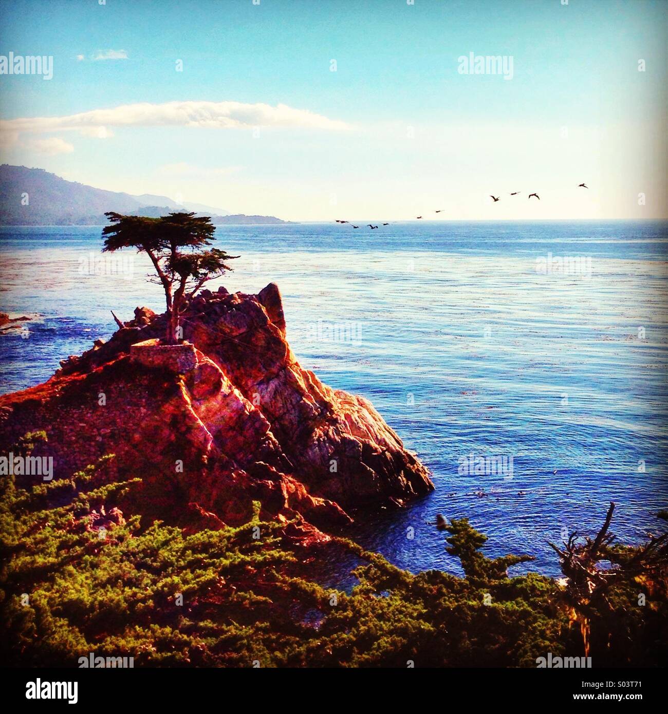 The Lone Cypress Stock Photo