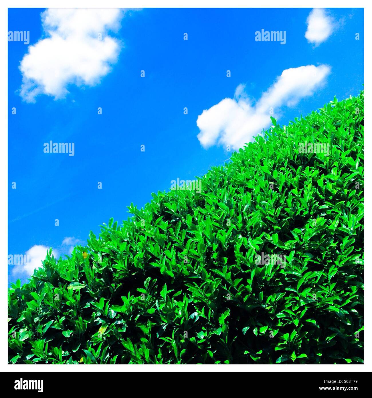 Blue sky and green hedge Stock Photo