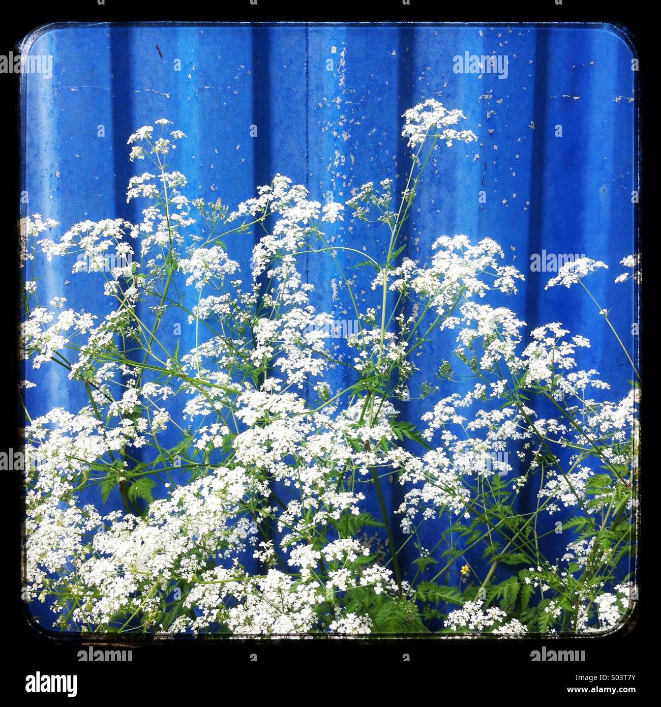 Cow parsley flowers - Smartphone Captured Stock Image