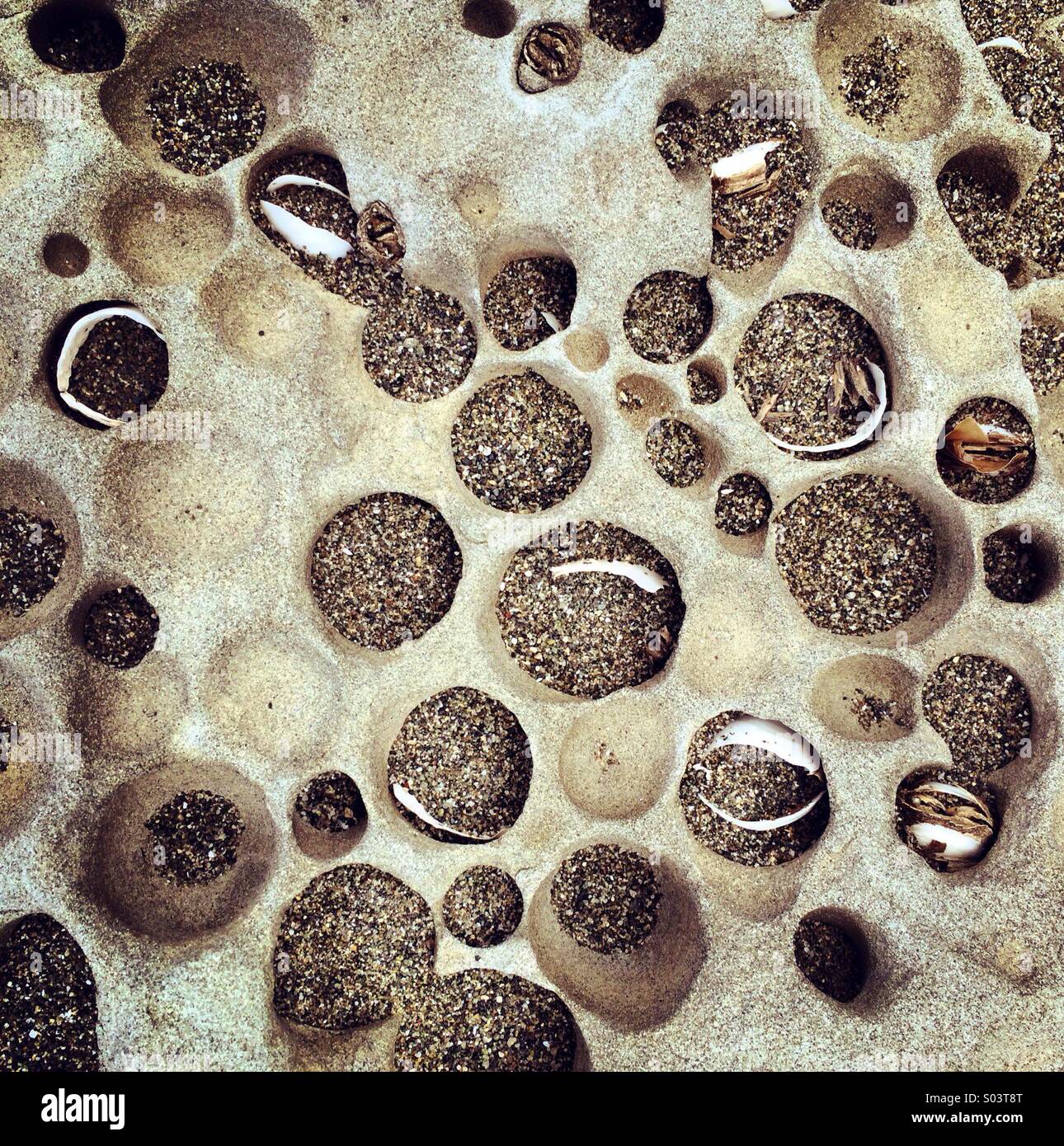 Piddock clam burrows in rock, low tide, Shi-Shi Beach, Olympic National Park, Washington Stock Photo