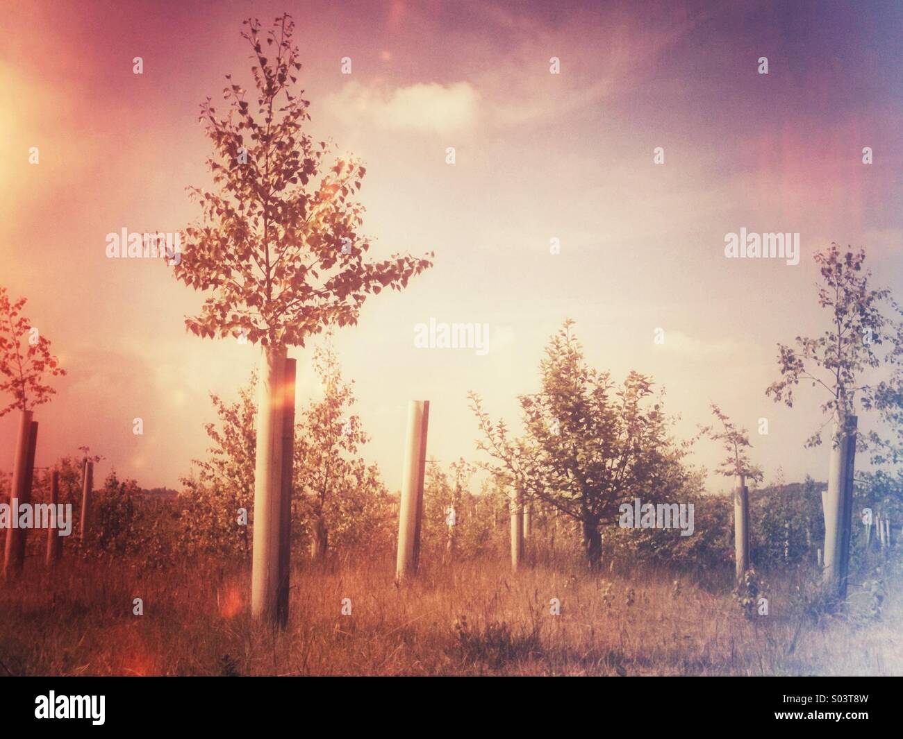Young trees grow in plastic tubes. Grunge effect applied Stock Photo