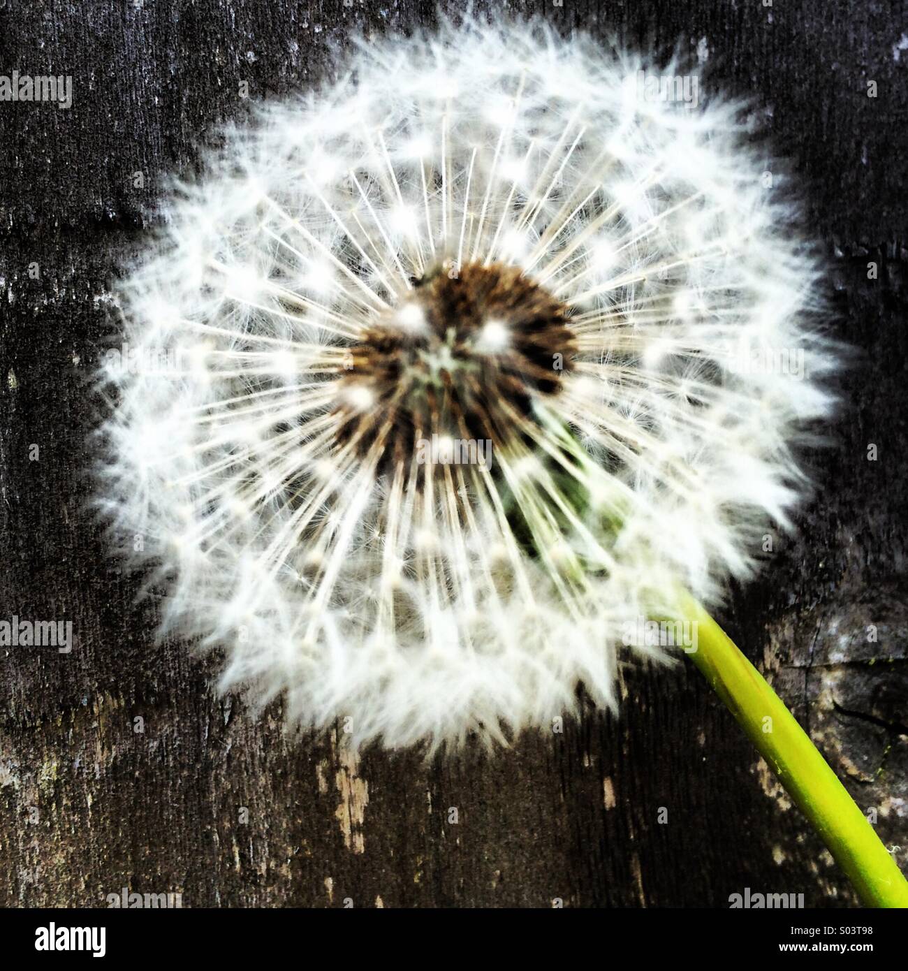 Close-up of a dandelion weed clock seed head. Stock Photo