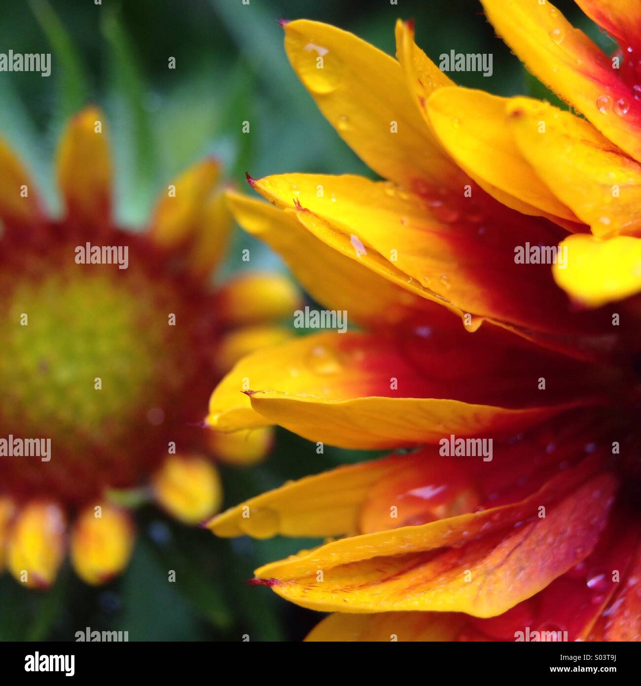 Flowers in the rain Stock Photo Alamy