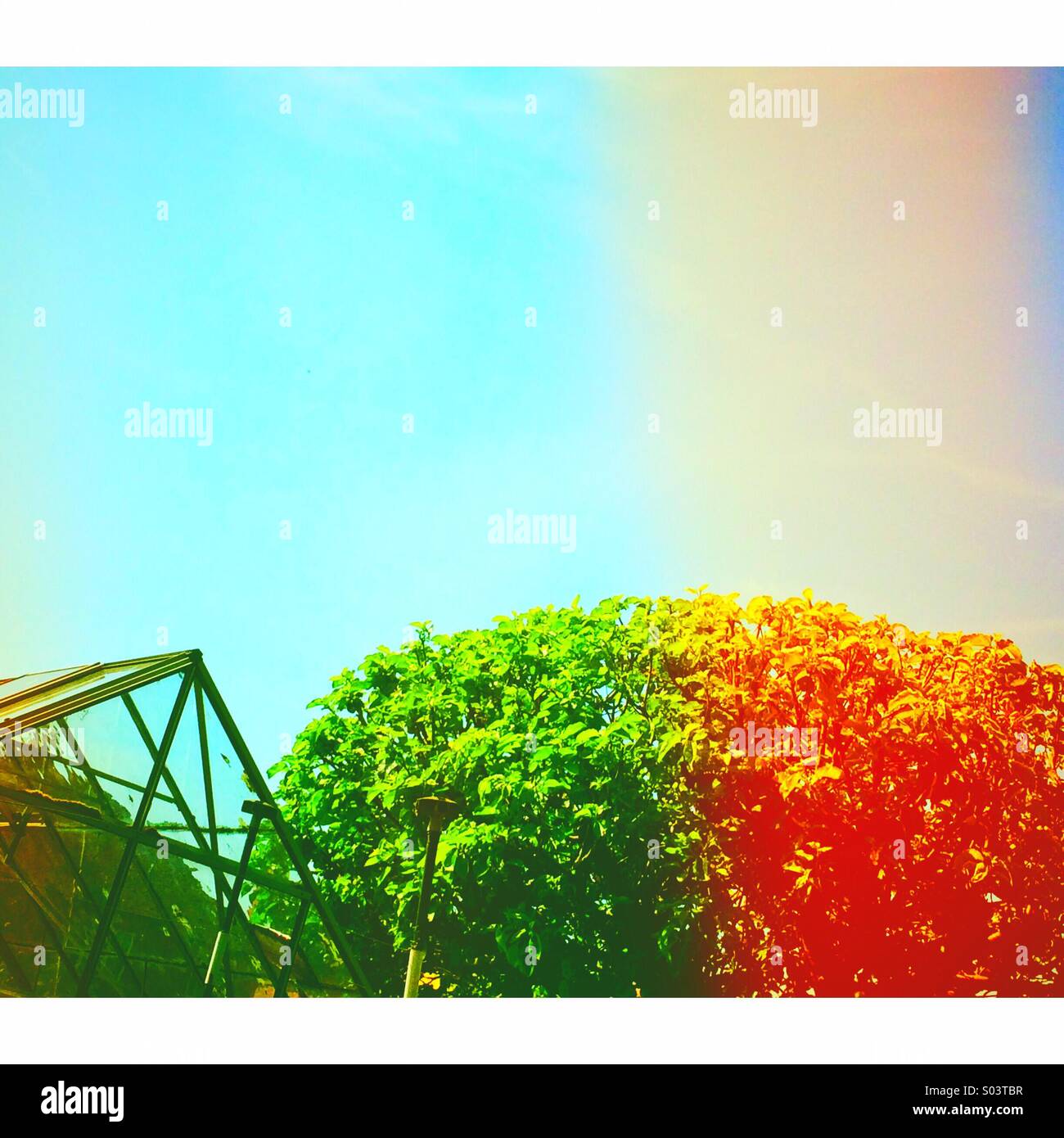 Two tone apple tree and greenhouse roof - Smartphone Captured Stock Image