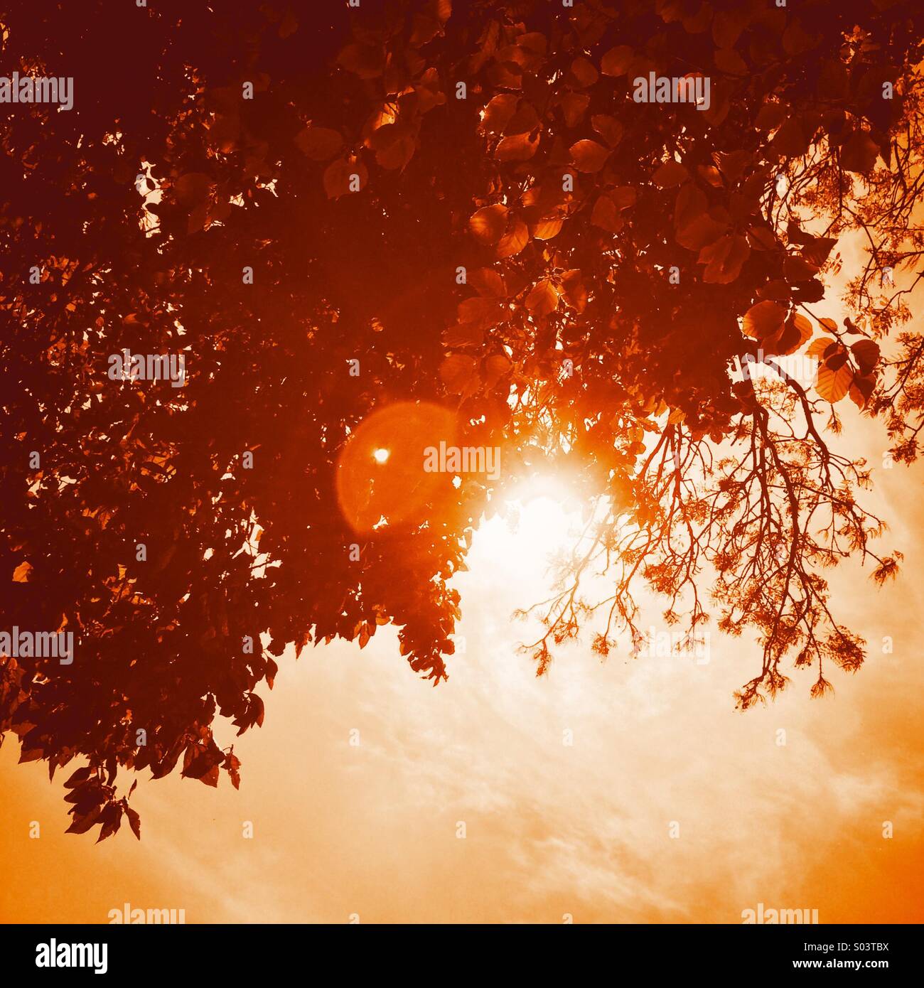 Romantic view upwards through sunlit tree branches - Smartphone Captured Stock Image