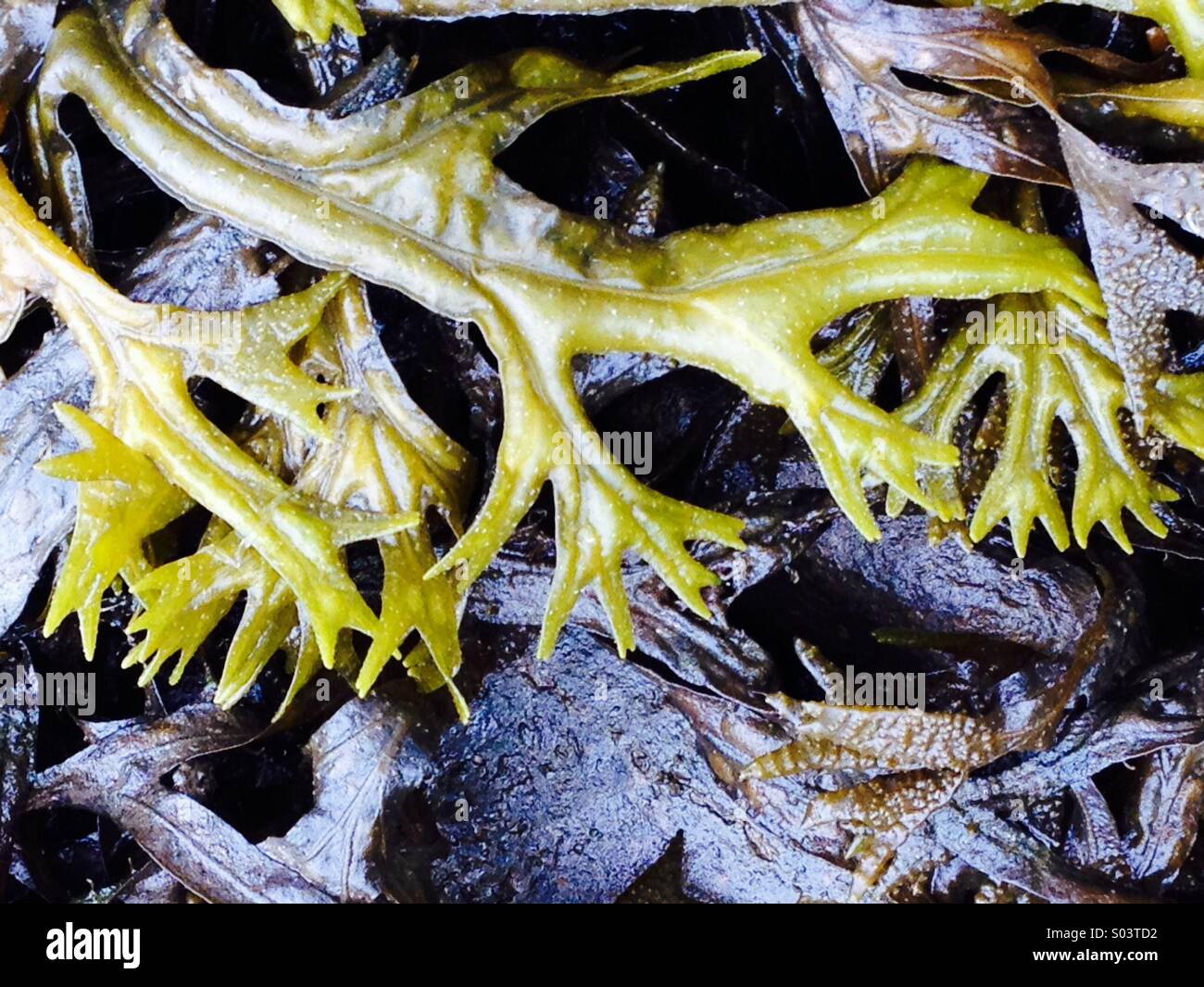 Seaweed pattern - Smartphone Captured Stock Image