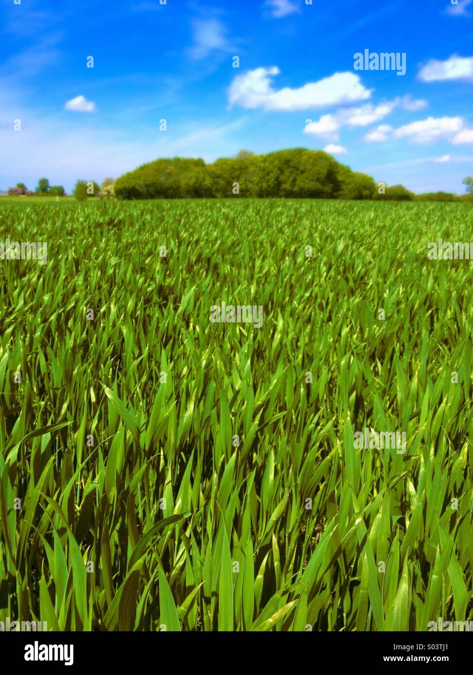 Crop field - Smartphone Captured Stock Image