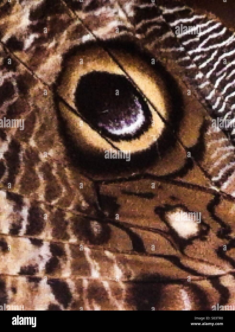 Owl eye pattern on a butterfly wing - Smartphone Captured Stock Image
