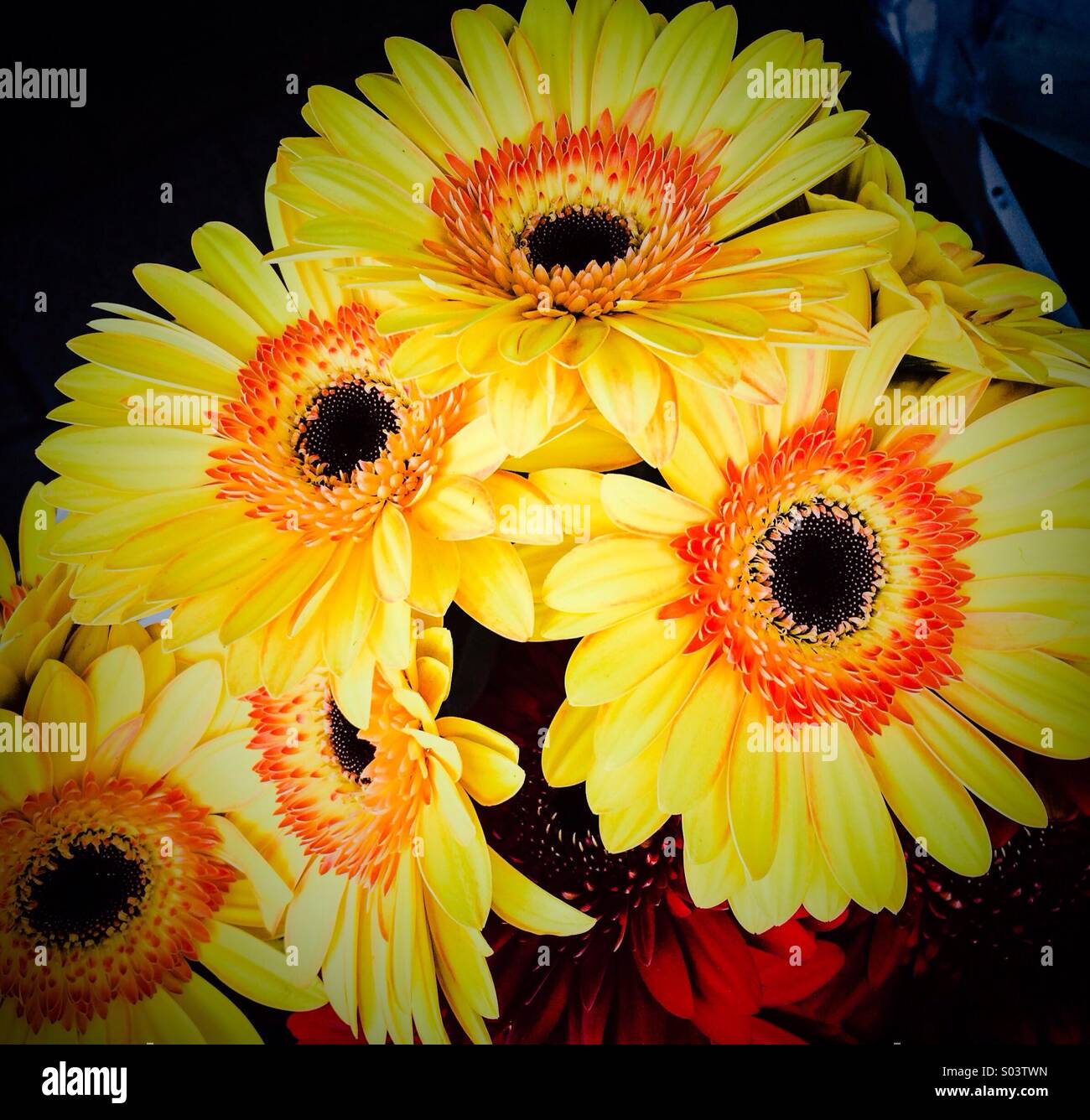 Bunch of yellow flowers Stock Photo Alamy