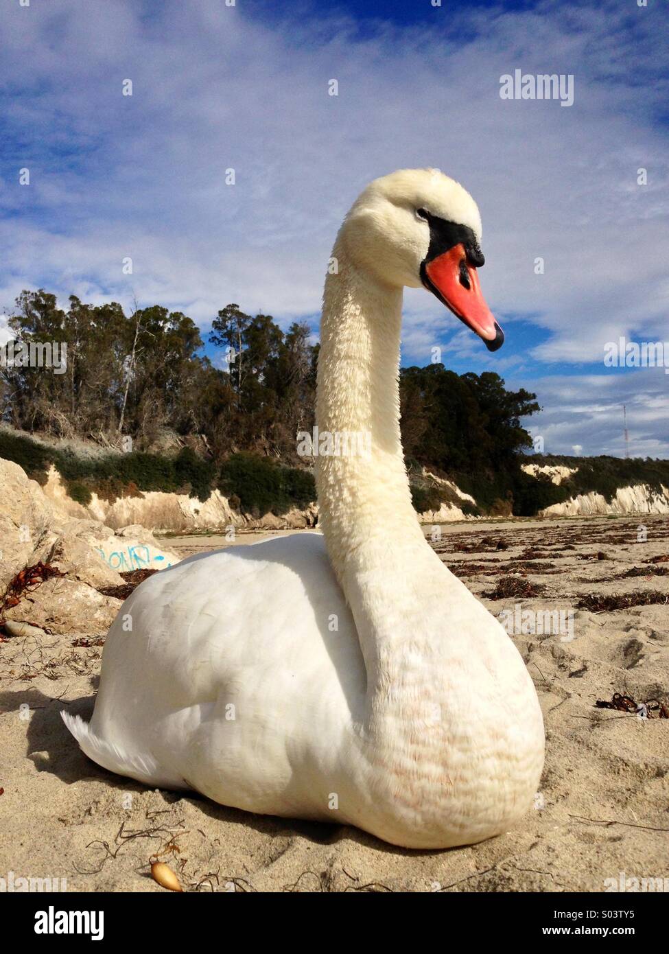 Mute Swan at Goleta beach, California - Smartphone Captured Stock Image