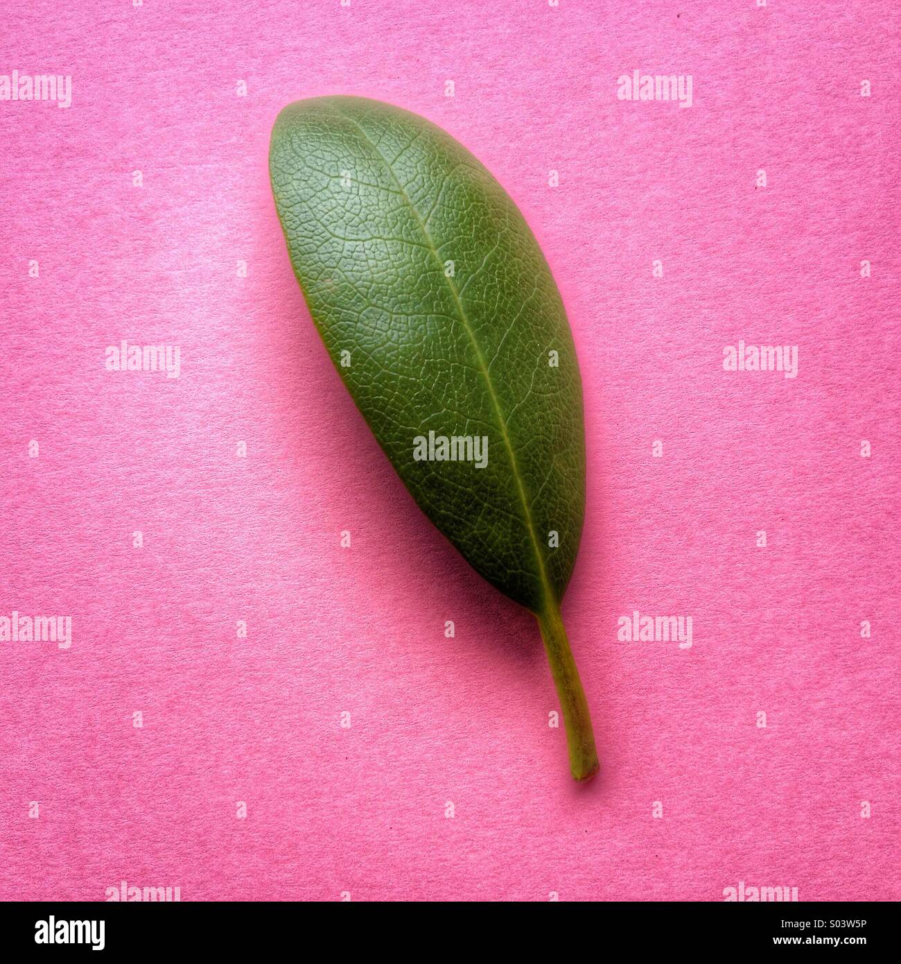Rhododendron leaf Stock Photo