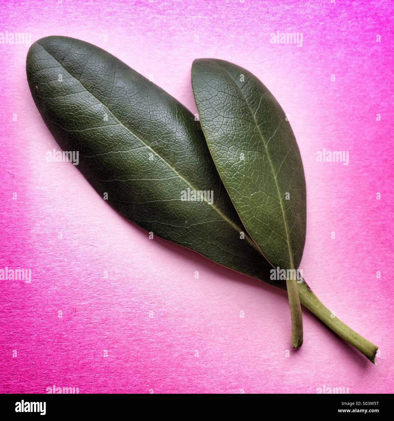Rhododendron leaves Stock Photo