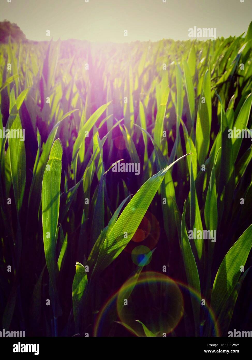 Backlit crop growing in field - Smartphone Captured Stock Image