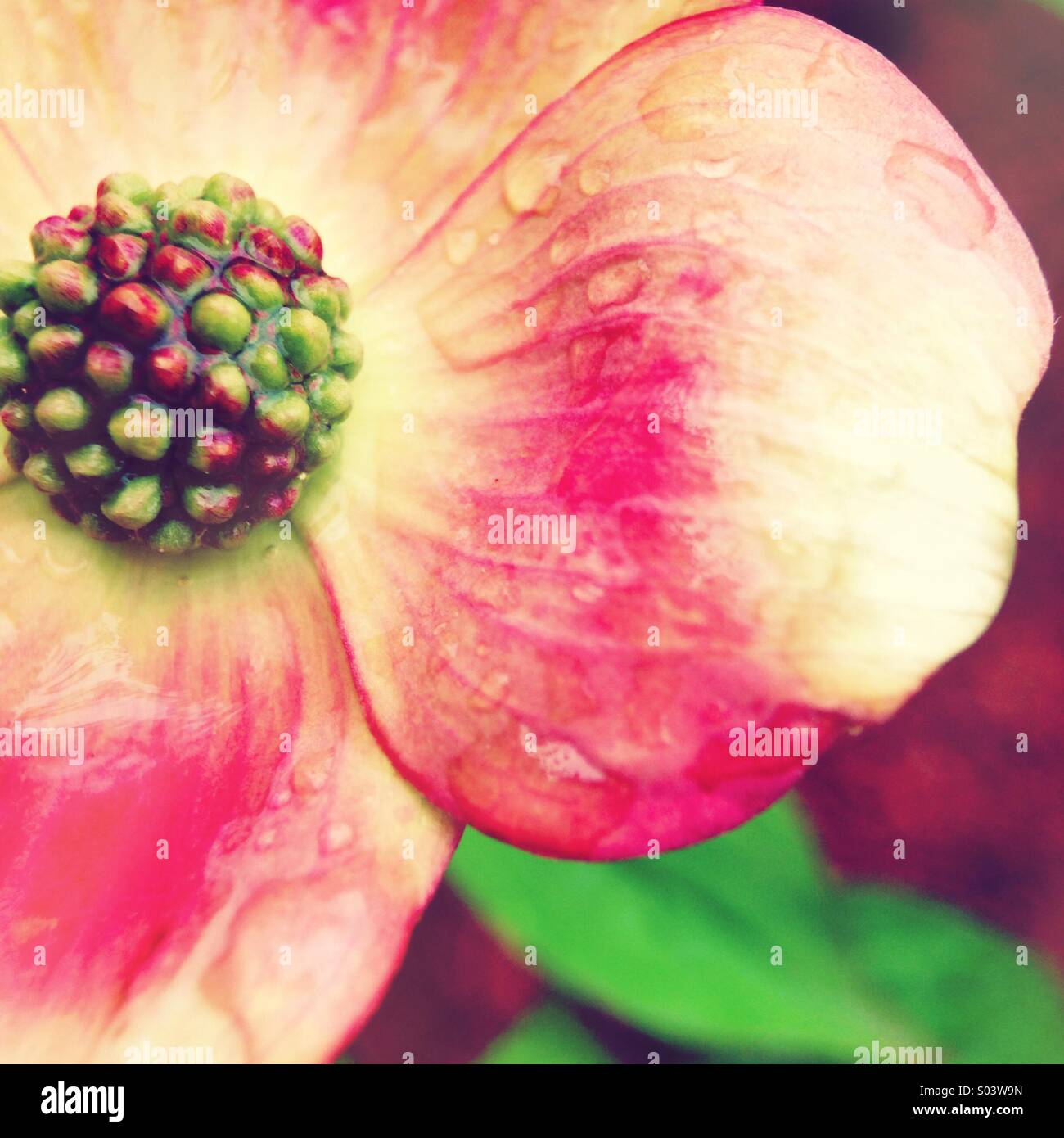 Dogwood flower Stock Photo