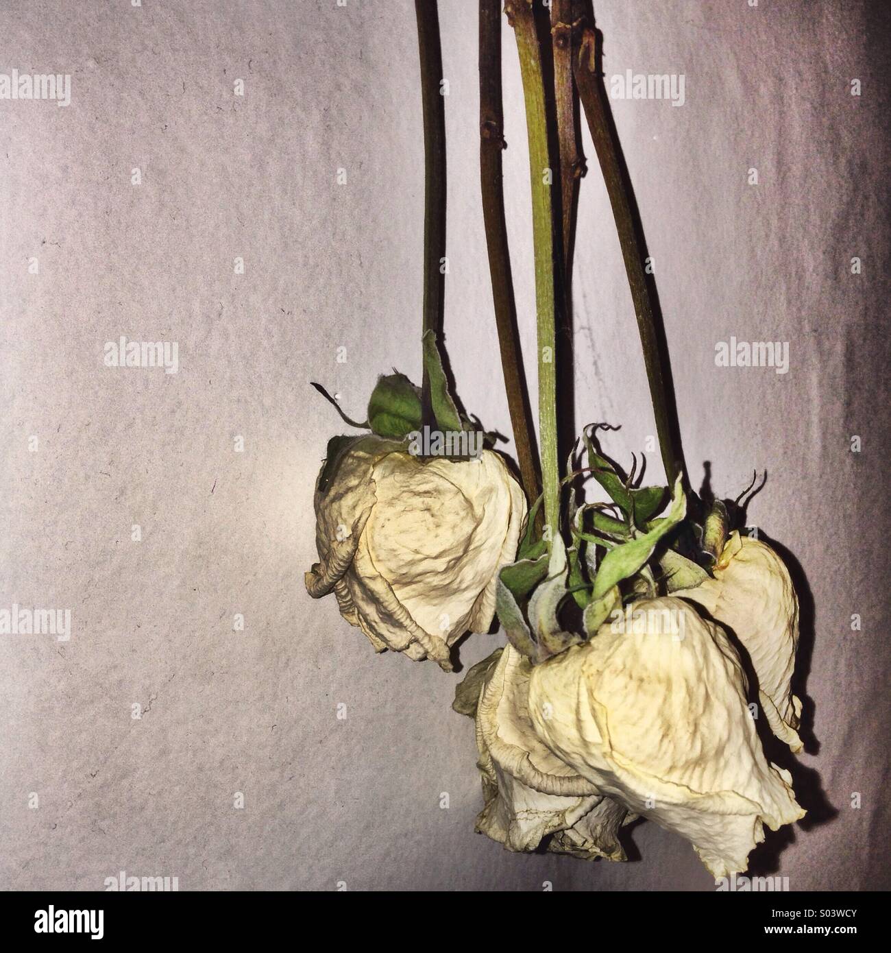Dead roses hanging on the wall Stock Photo Alamy