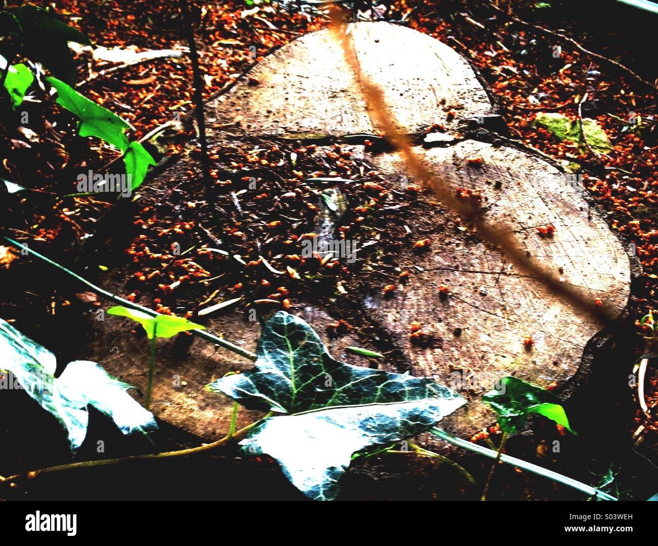 Heart Shaped Tree Stump - Smartphone Captured Stock Image
