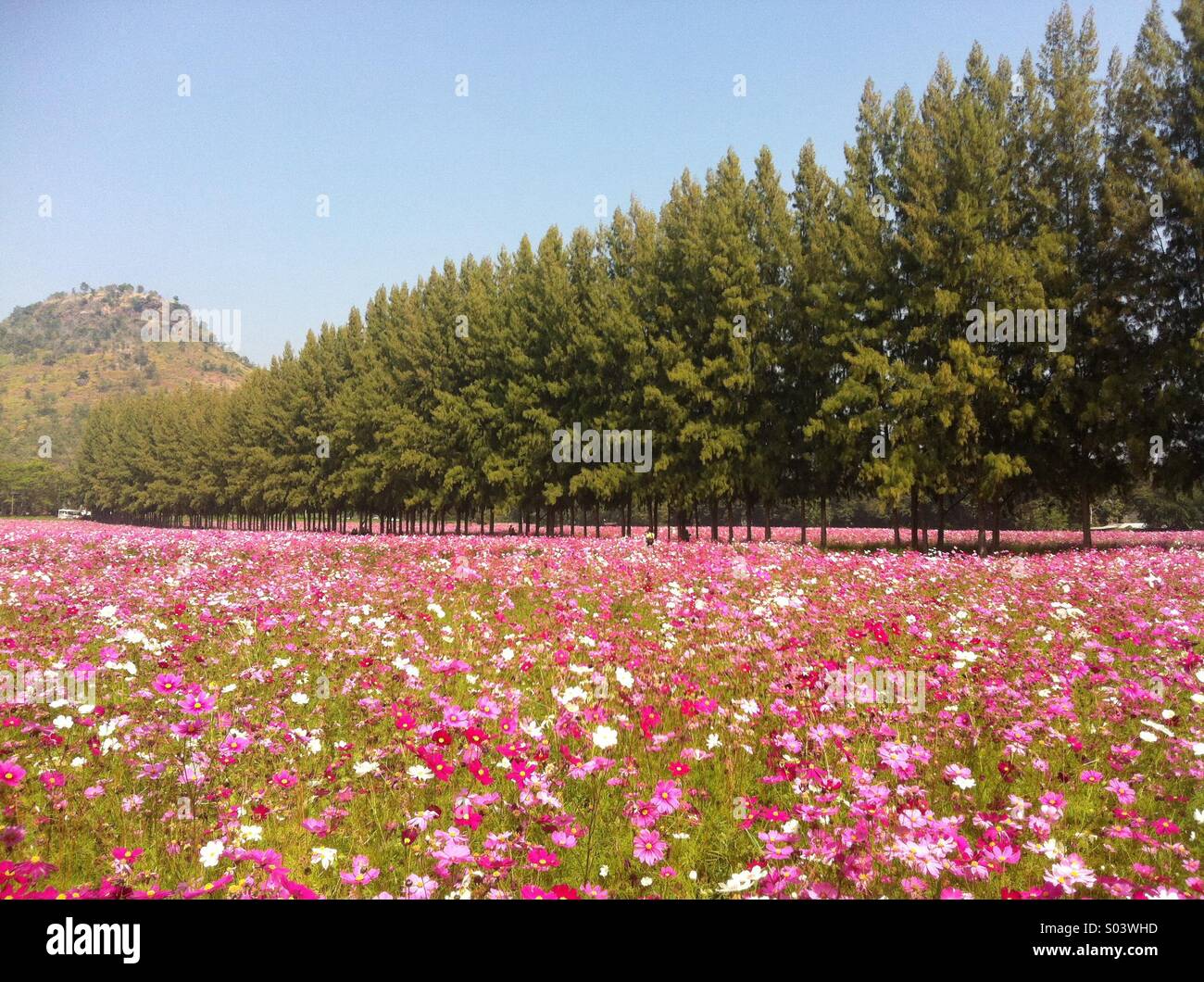 Pink flowers field Stock Photo Alamy