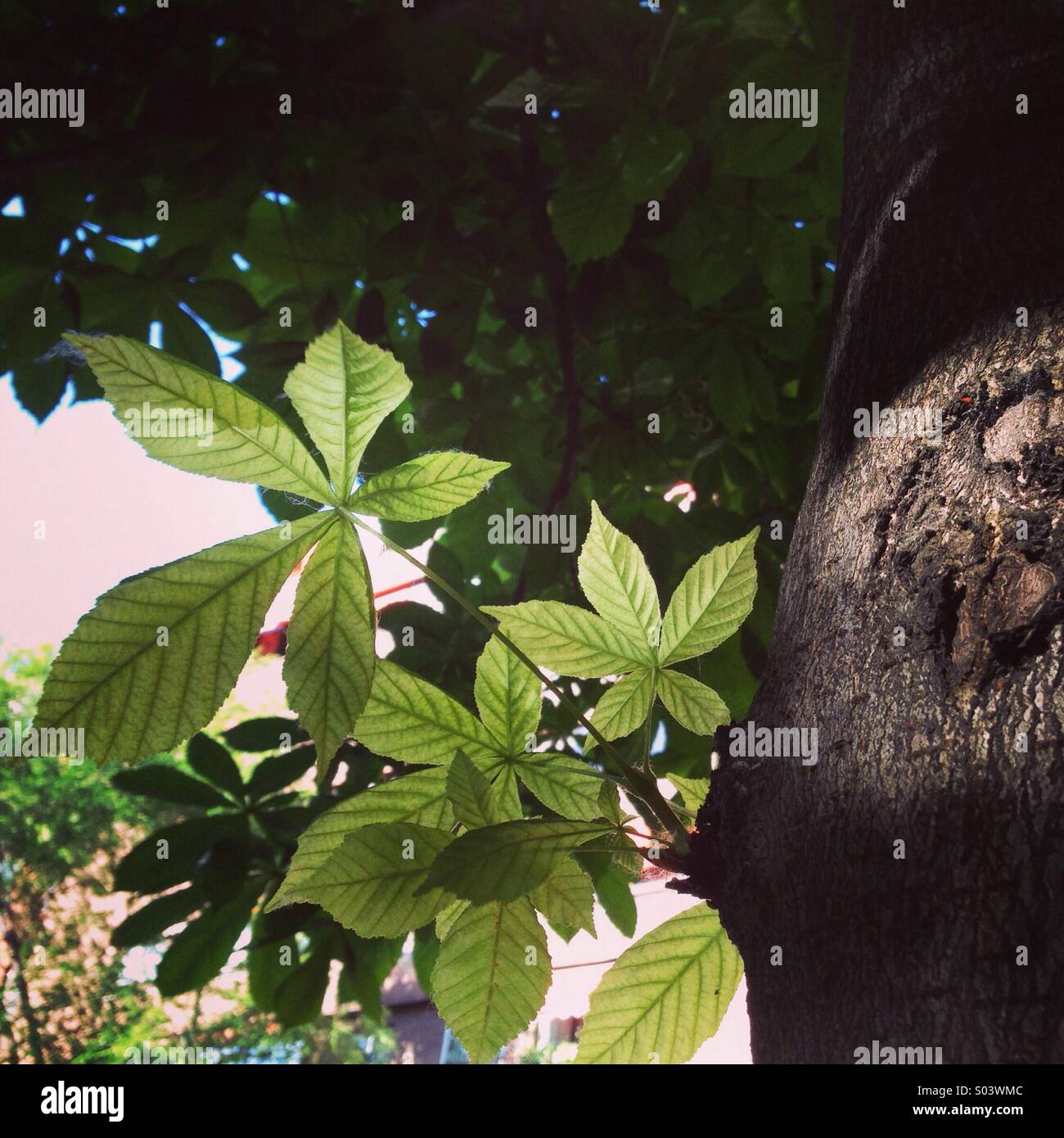 Beautiful lighting on the leaves of a tree Stock Photo Alamy