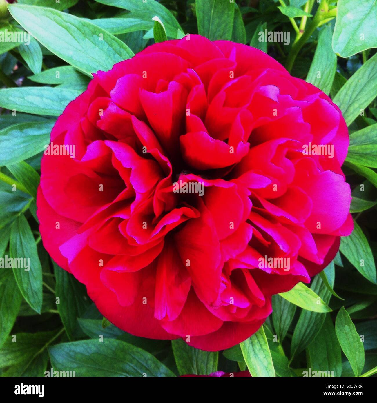 Peony flower in full bloom - Smartphone Captured Stock Image