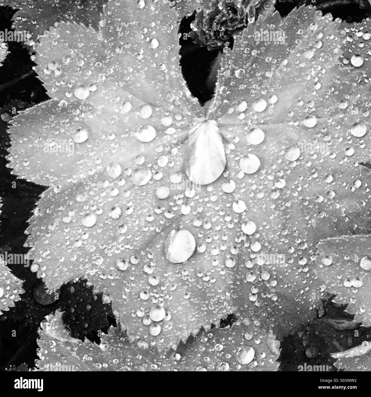 Water drops on leaf Stock Photo