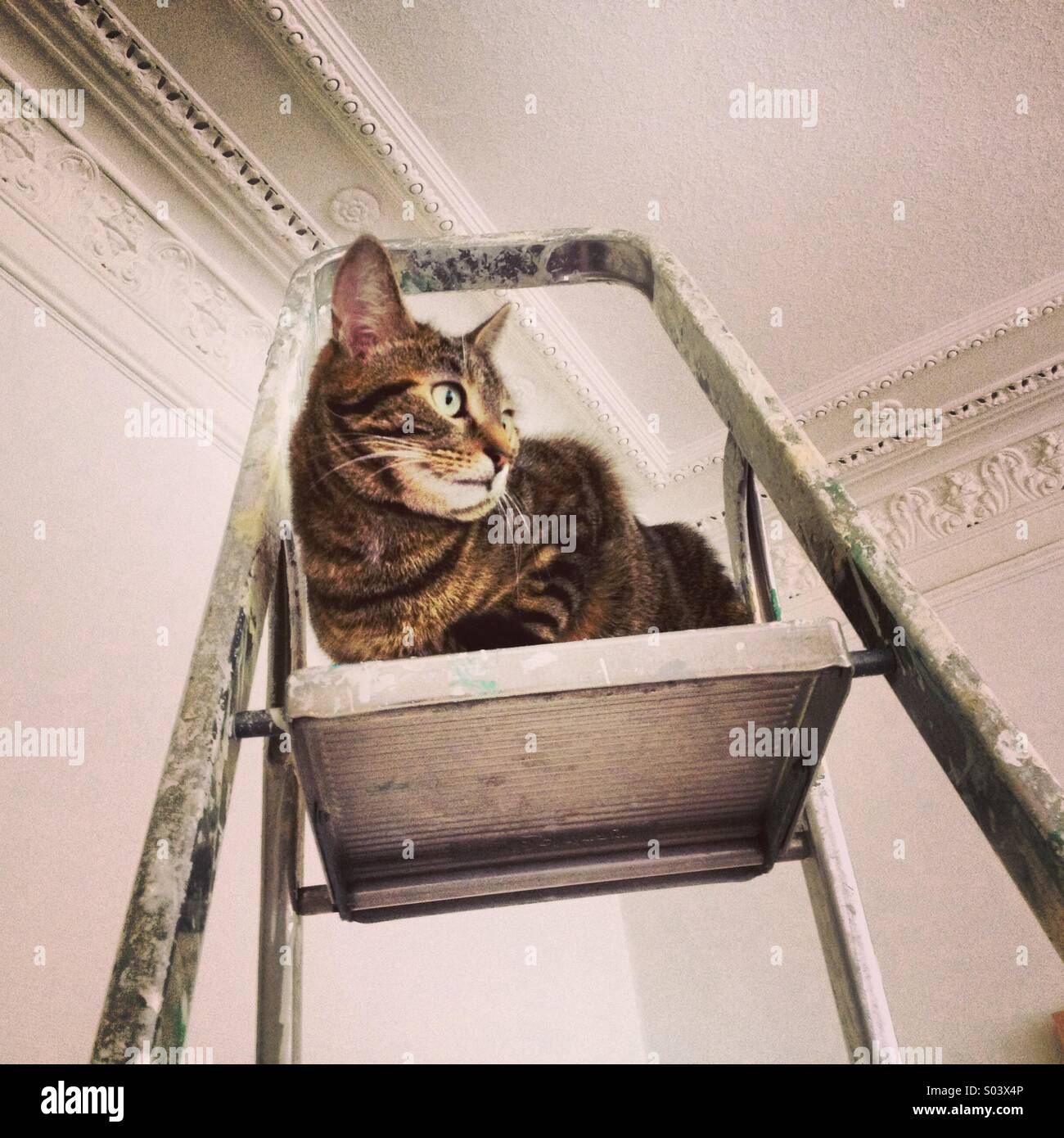 Cat at top of step ladders Stock Photo