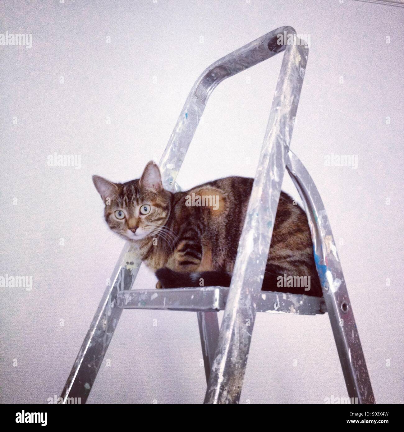 Tabby cat sitting on step ladders Stock Photo