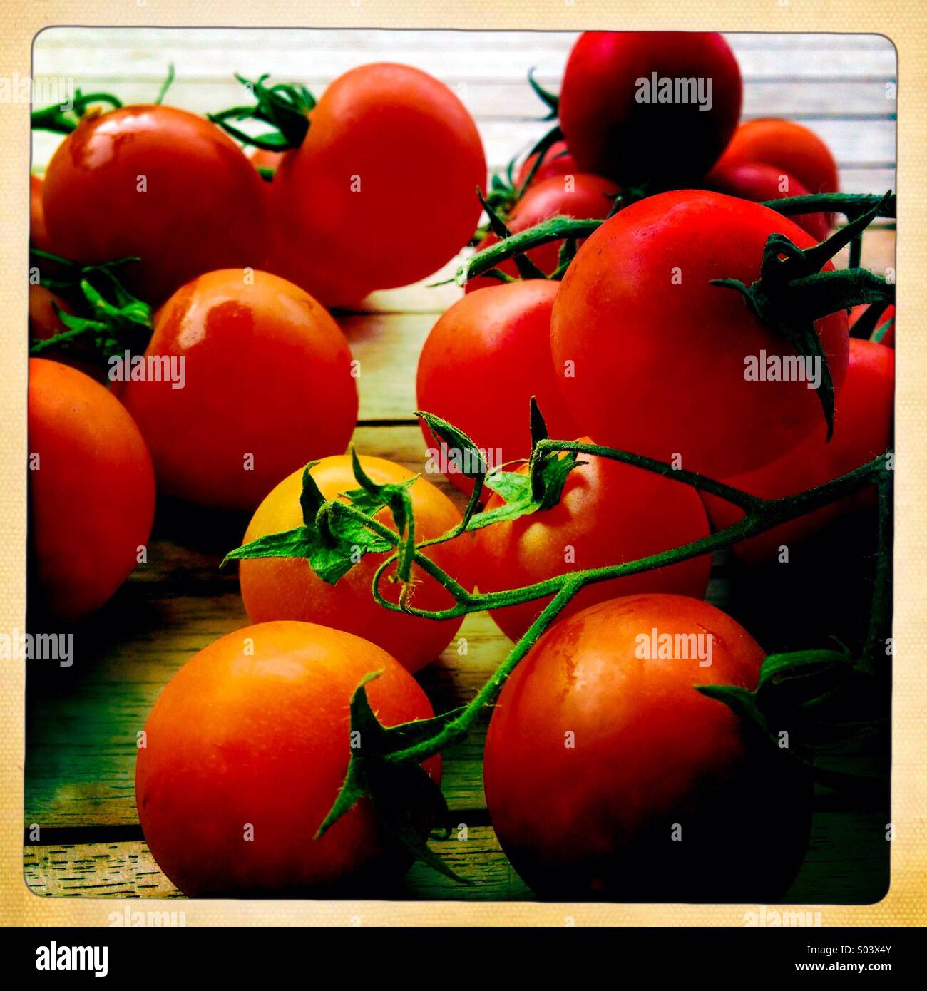 ripe tomatoes with stems on wood table - Smartphone Captured Stock Image