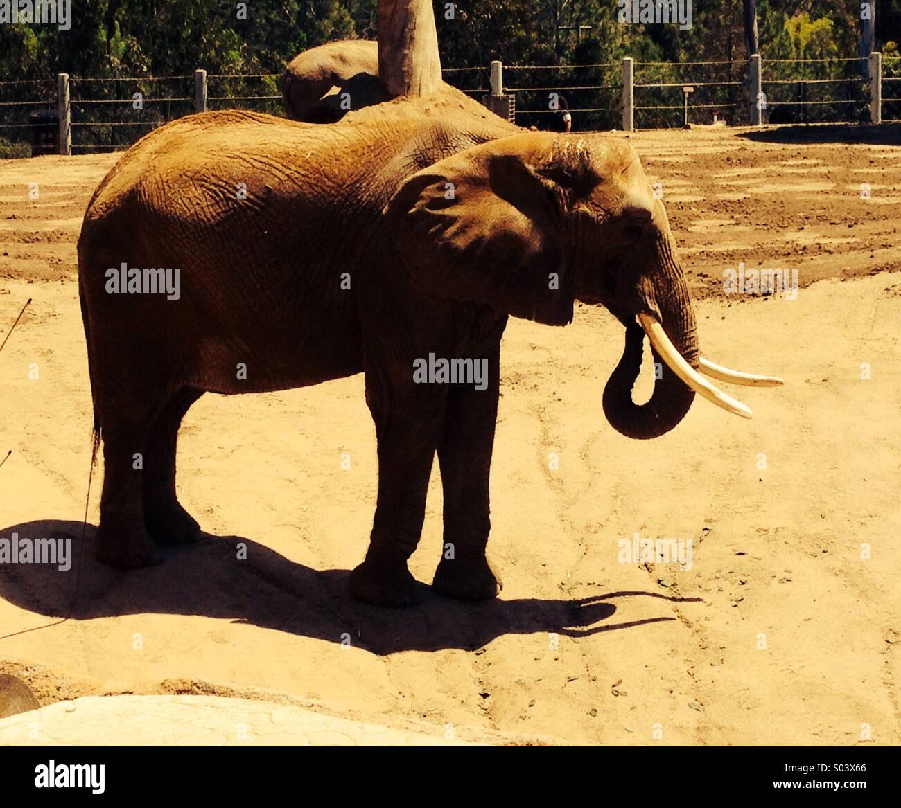 Brown elephant in sunshine - Smartphone Captured Stock Image