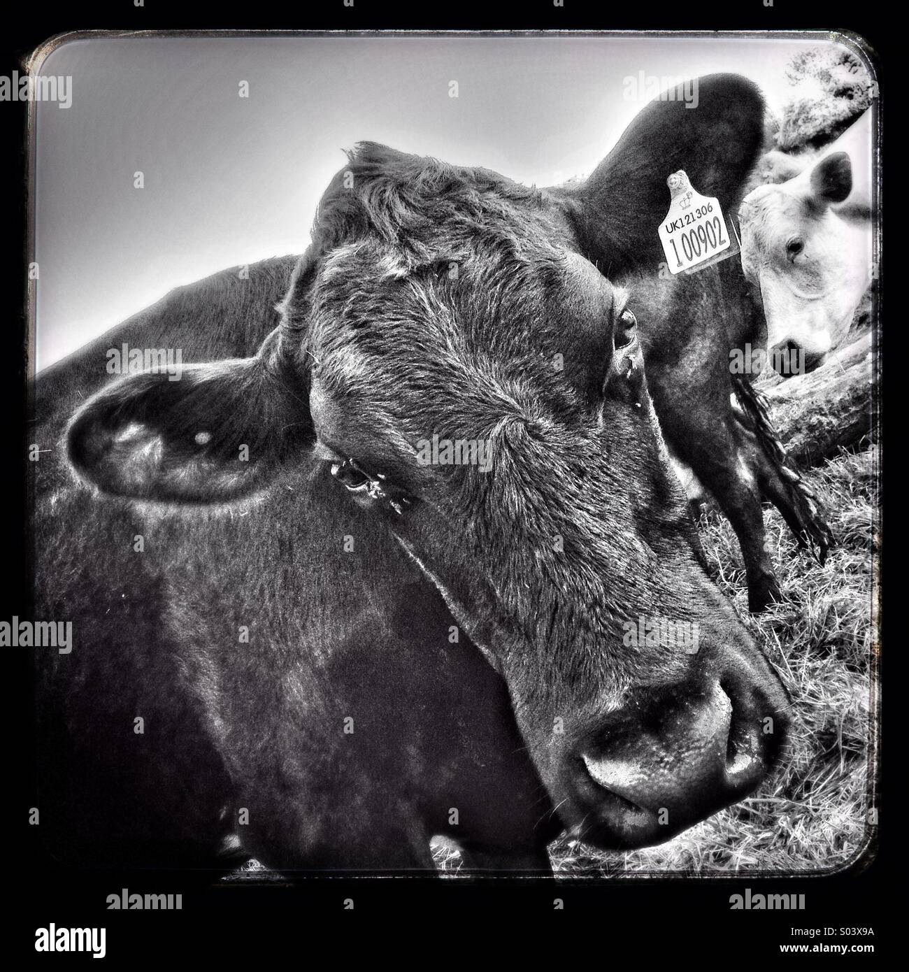 Cow staring at camera with another cow in background Stock Photo