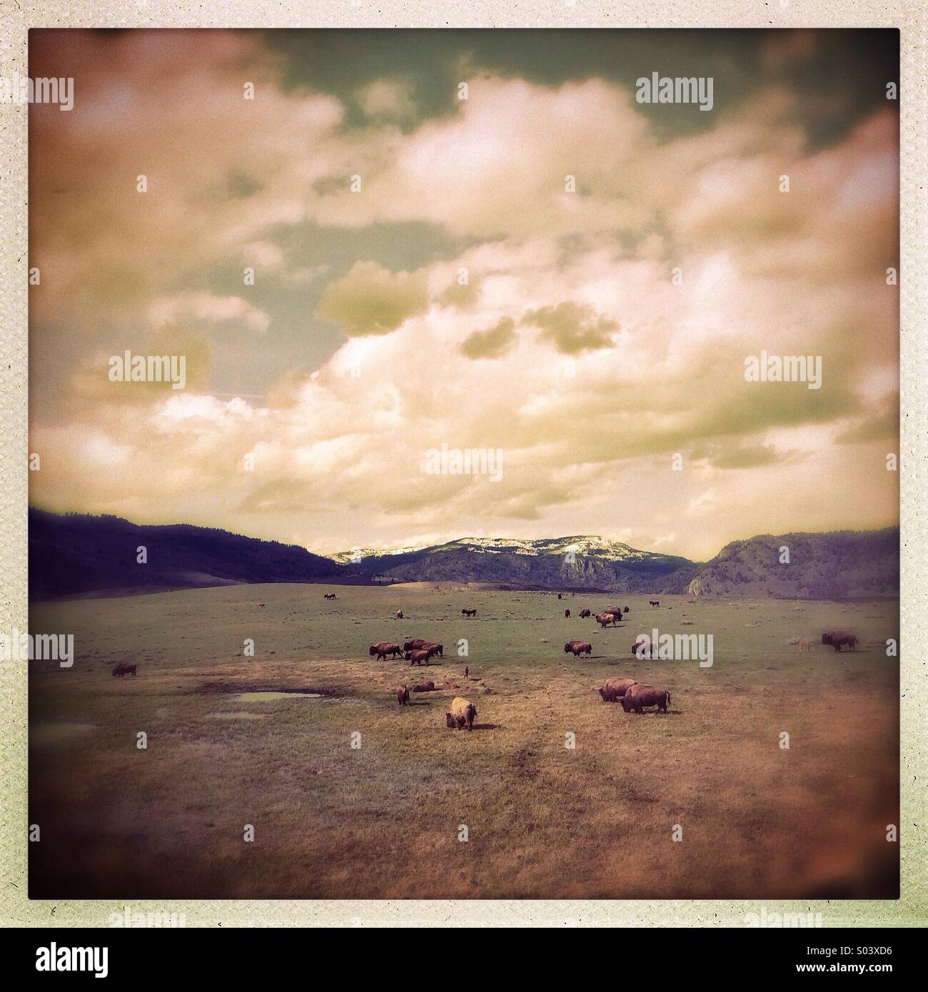 Bison graze in late afternoon light in Yellowstone National Park, Wyoming, United States - Smartphone Captured Stock Image