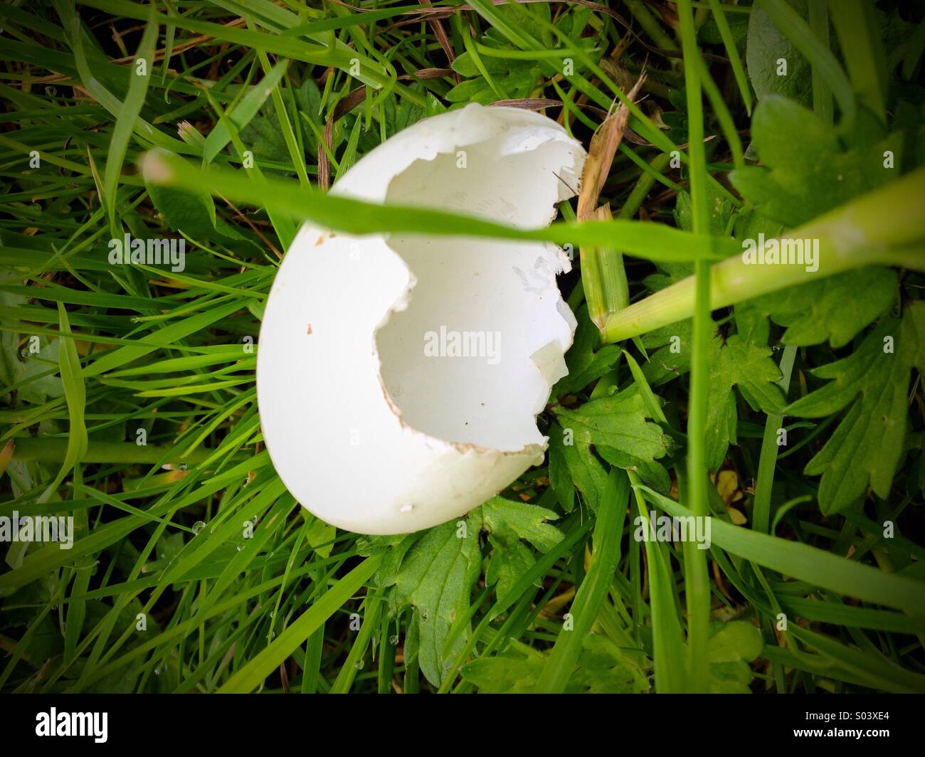 Empty eggshell on grass - Smartphone Captured Stock Image