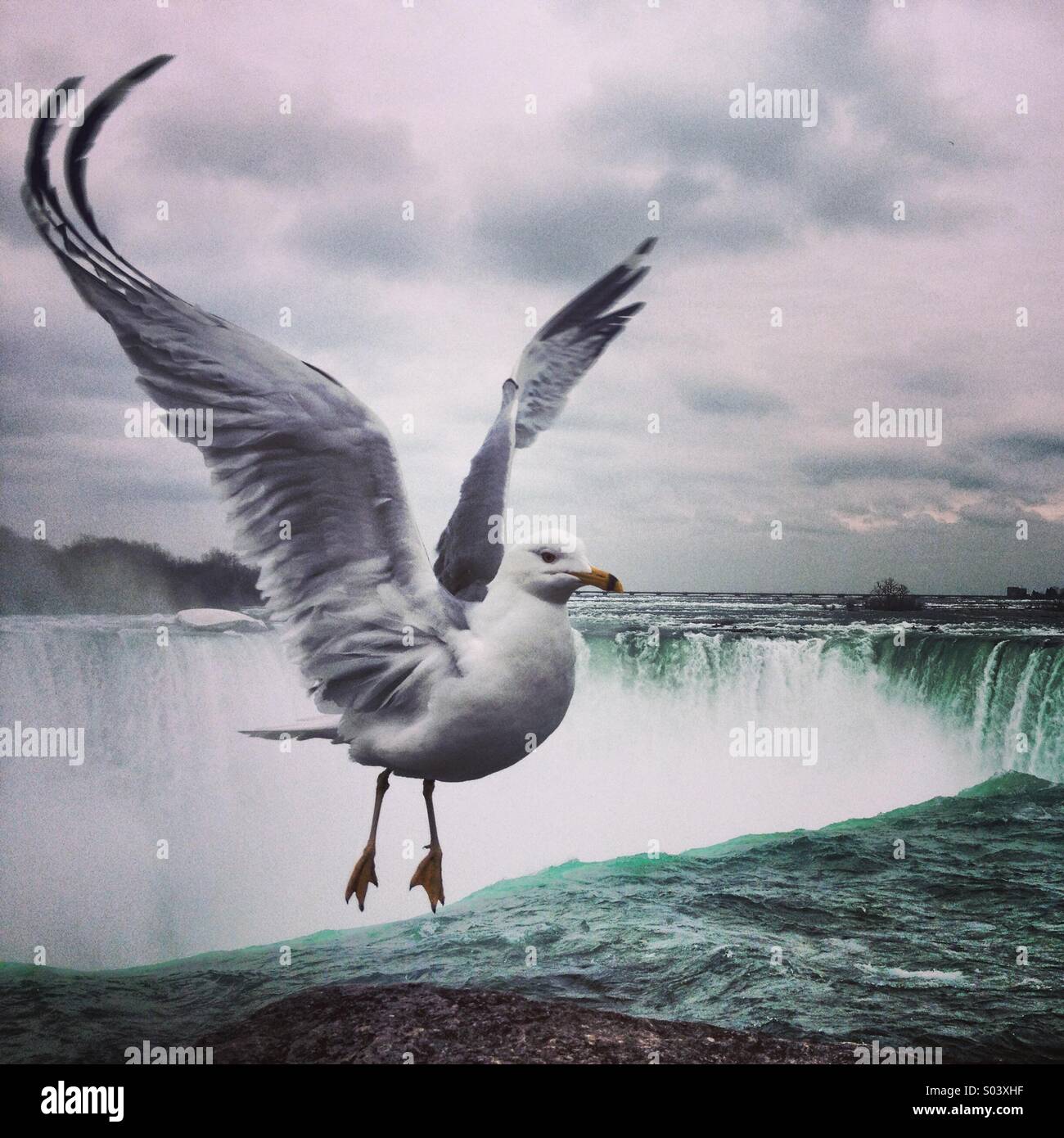 Seagull at Niagara Falls, Canada Stock Photo