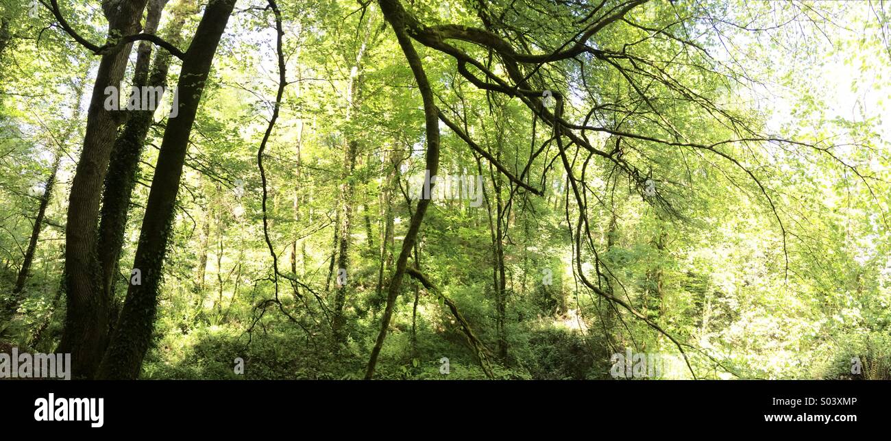 Panoramic woodland scene, backlit with sunlight in late spring Stock Photo