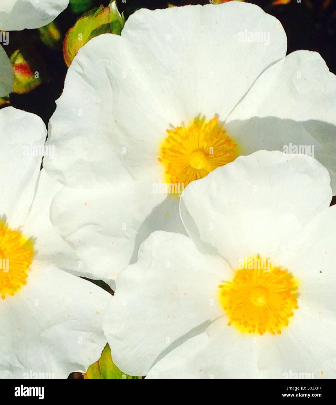 My Image 11