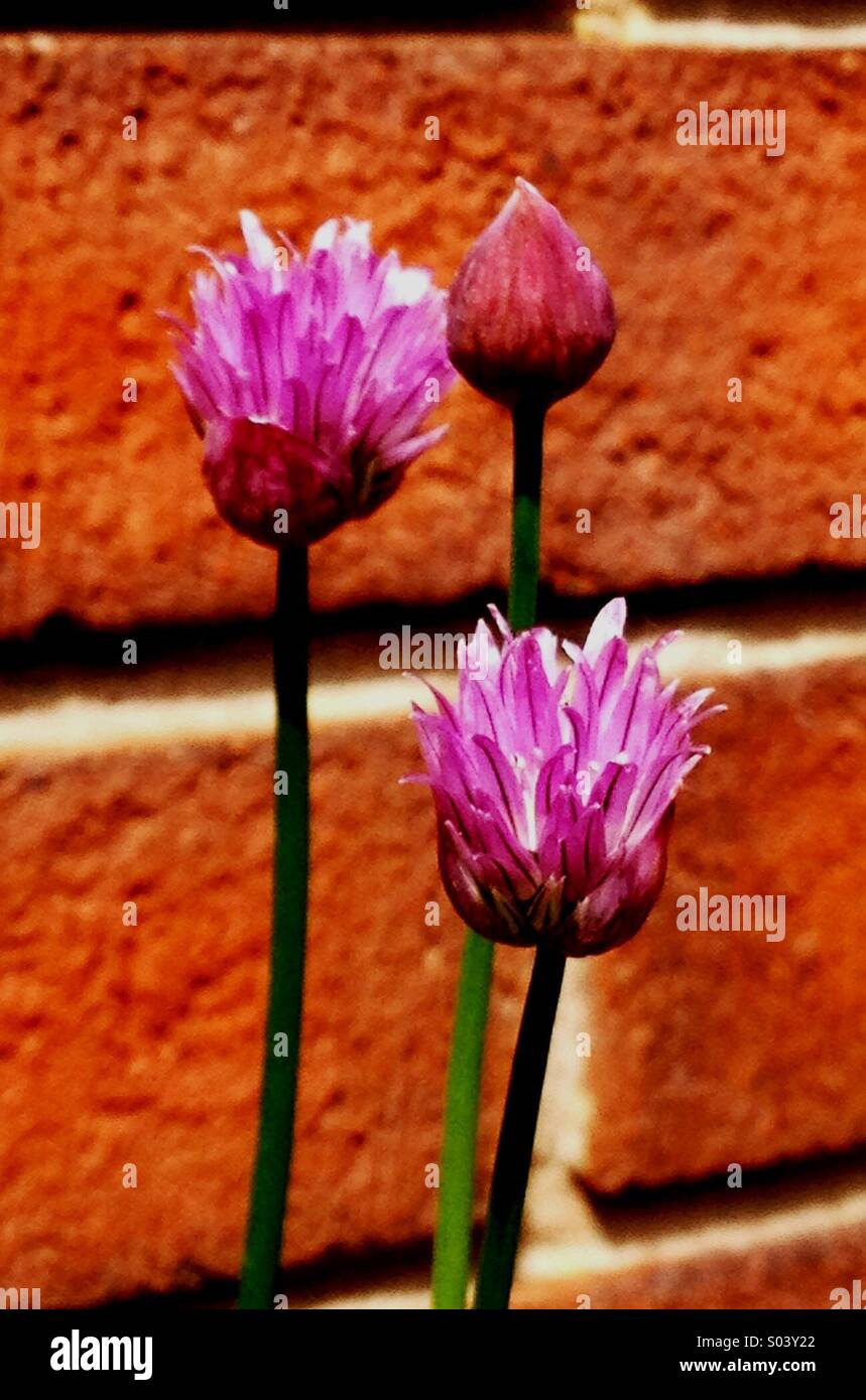 Chive Flowers - Smartphone Captured Stock Image
