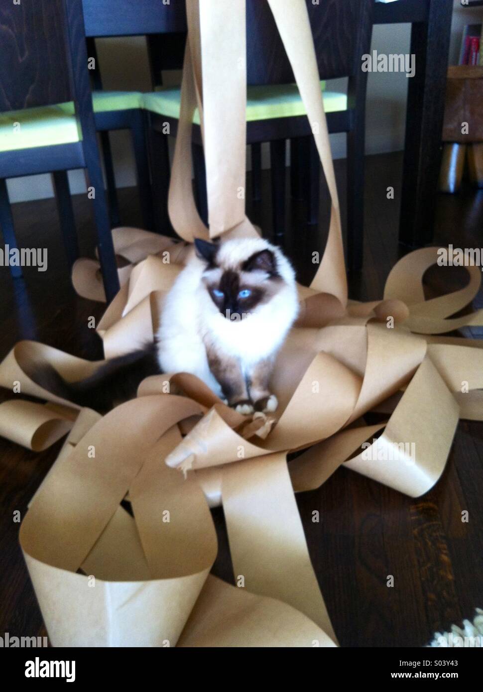 Birman cat cute quiet domestic animal Stock Photo Alamy