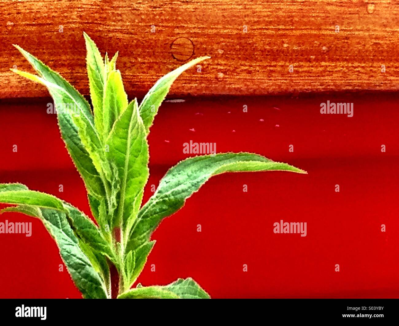 Green plant and red boat - Smartphone Captured Stock Image