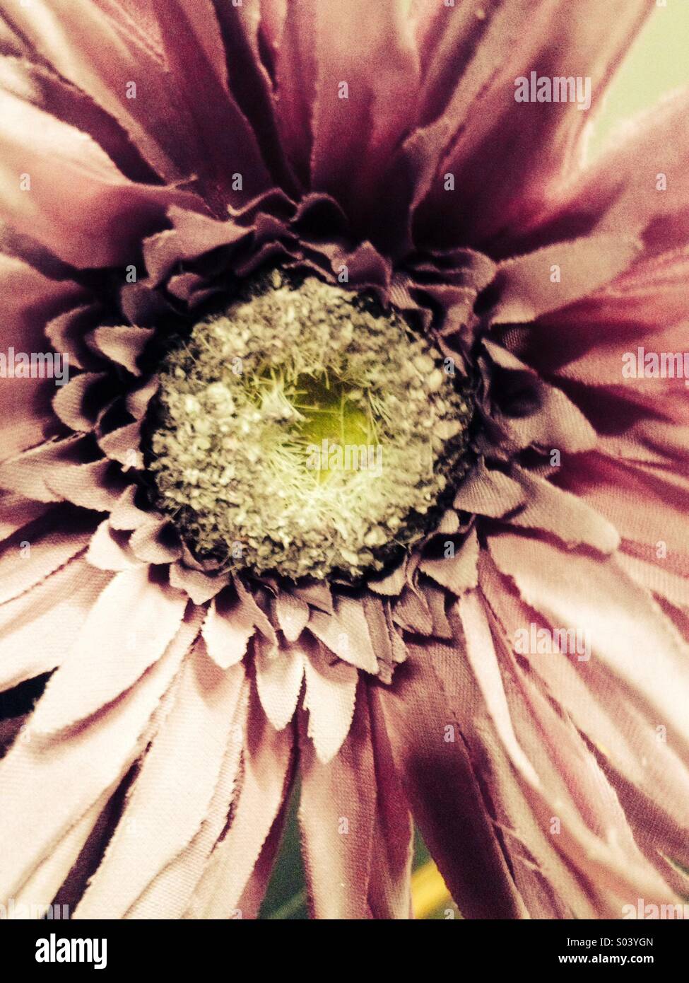 Closeup Of A Faded Purple Flowe Stock Photo Alamy closeup-of-a-faded-purple-flowe-stock-photo-alamy