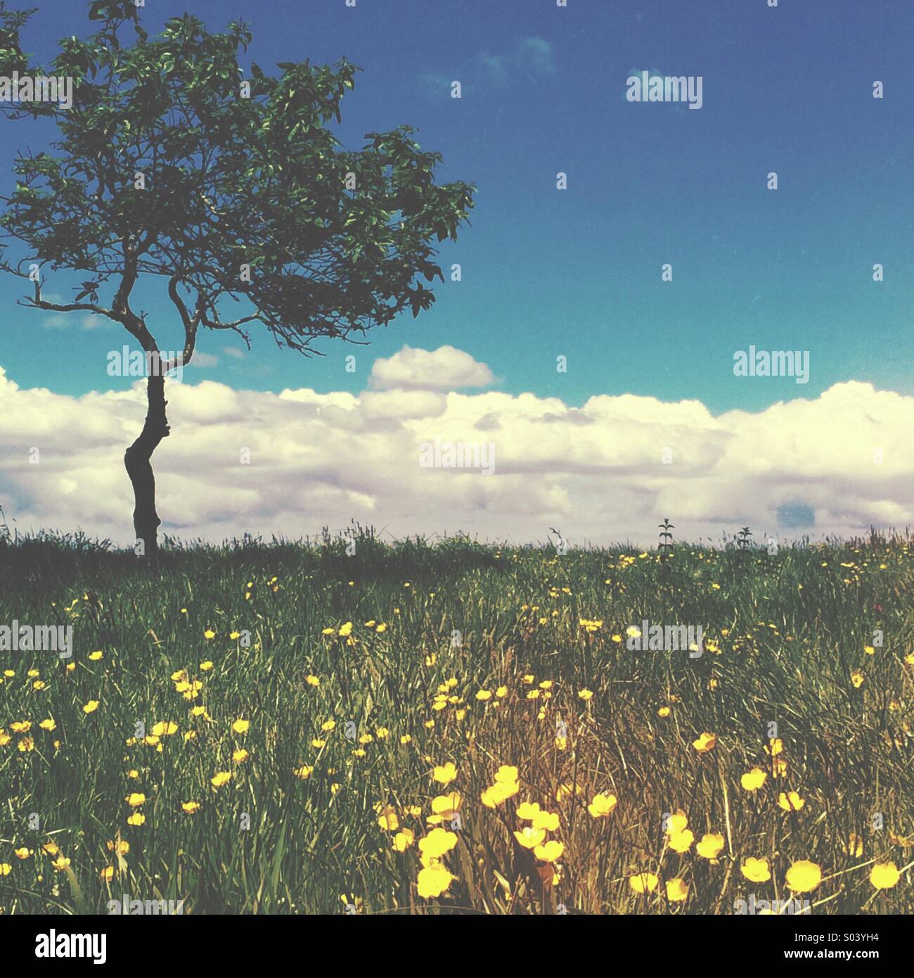 Lone tree in a field of wild flowers, with blue sky and clouds in the summer Stock Photo